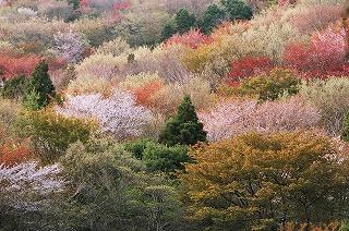 天然記念物「桜川のサクラ」とは
